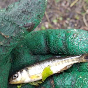 2017 – April Approaches